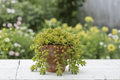 Sedum rubrotinctum 'Pork and Beans' Jelly Bean Plant – 1 Live Plant in 4-Inch Pot