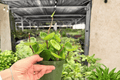 Hoya carnosa 'Chelsea' Live Plants - 2 Potted 4-Inch Chelsea Hoyas