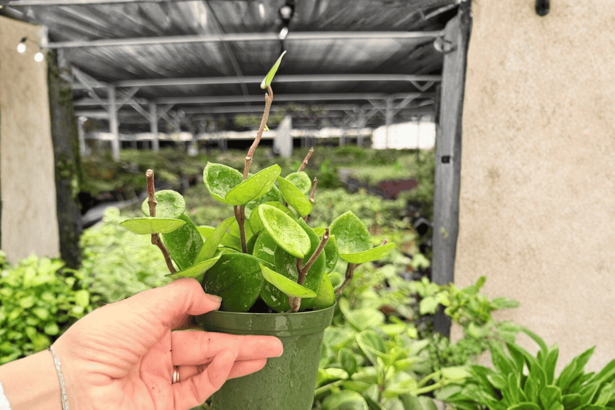 Hoya carnosa 'Chelsea' Live Plants - 2 Potted 4-Inch Chelsea Hoyas