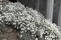 Snow-in-Summer Yo Yo Cerastium tomentosum - 4" Live Plant (1) in Pot