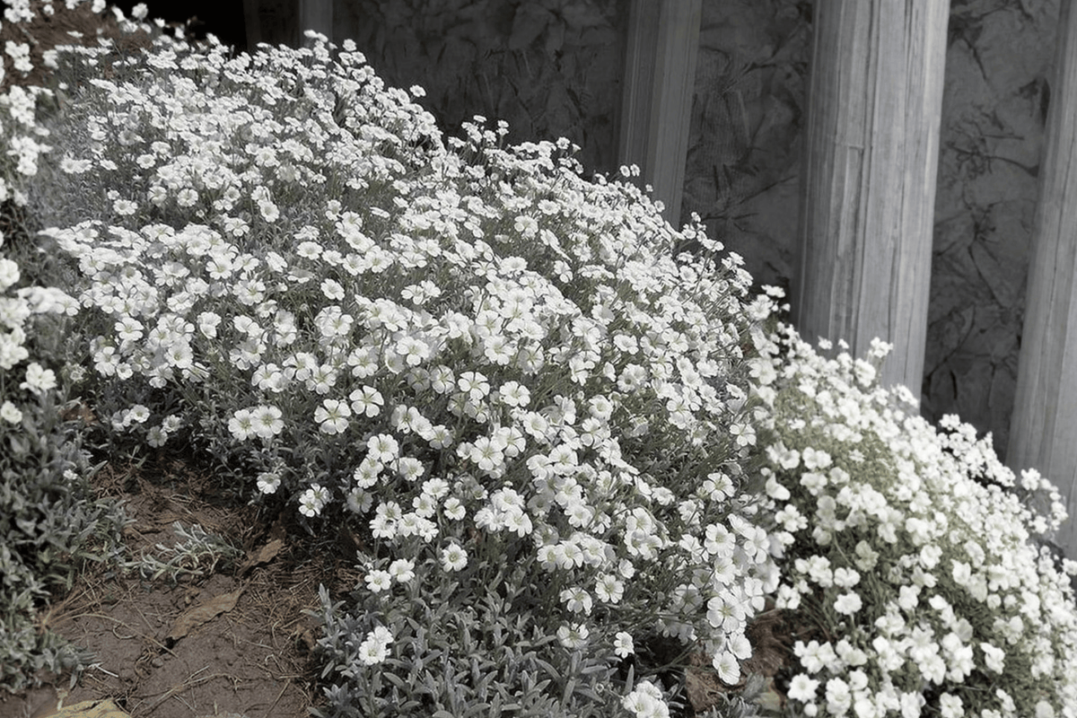 Snow-in-Summer Yo Yo Cerastium tomentosum - 4" Live Plant (1) in Pot