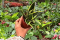 Sansevieria Hahnii Lotus — 2 Live Plants in 4-Inch Pots (Exact Plants Shown)