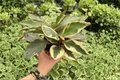 Peperomia Ginny 2 Live Plants in 4-Inch Pots | Peperomia clusiifolia 'Ginny' (2 Exact Plants)