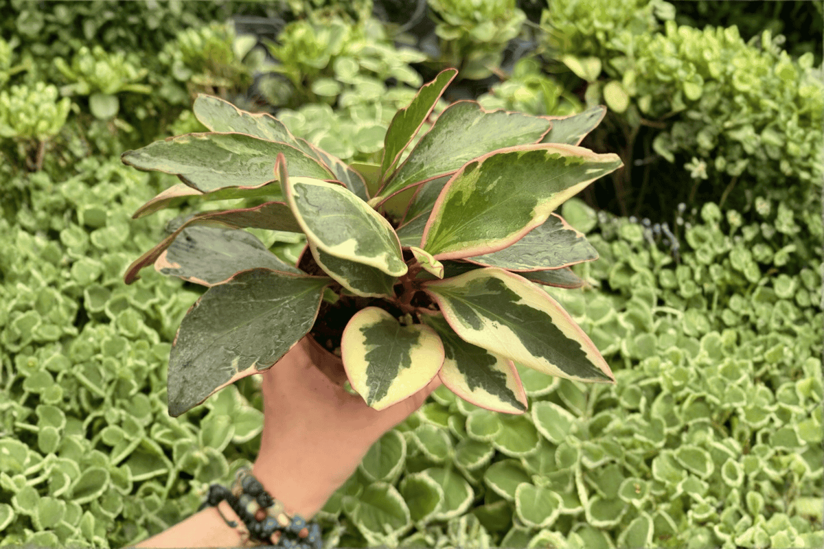 Peperomia Ginny 2 Live Plants in 4-Inch Pots | Peperomia clusiifolia 'Ginny' (2 Exact Plants)
