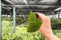 Alocasia Azlanii Starter Plants (2, Plug) - Exact Live Plants