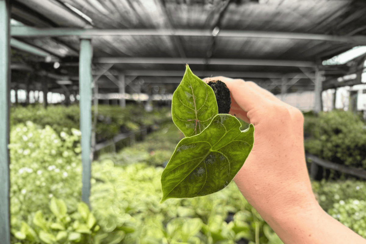Alocasia Azlanii Starter Plants (2, Plug) - Exact Live Plants