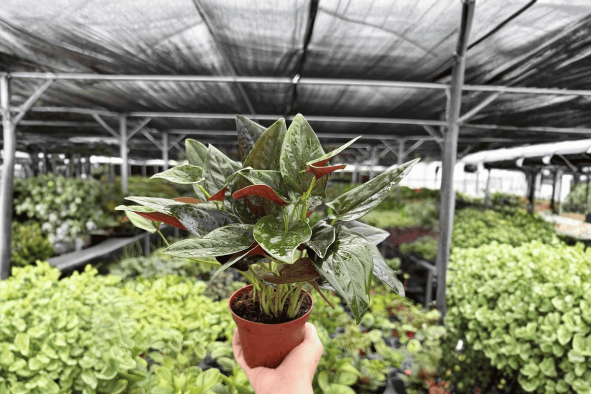 Syngonium Red Arrow - 2 Live Plants in 4-Inch Pots (Exact Plants)