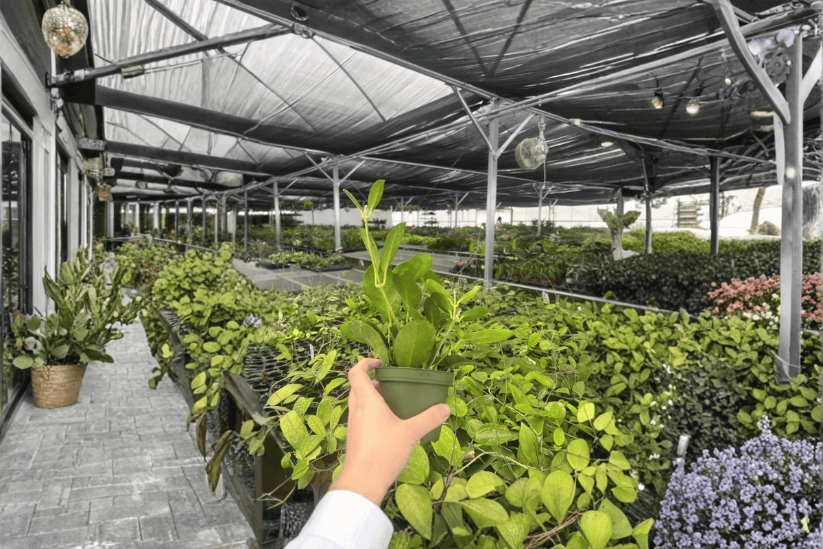 Hoya Australis 2 Live Plants – 4-Inch Pots, Established Roots
