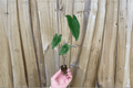 Alocasia zebrina Live Starter Plants in Soil Pods — 2 Plants