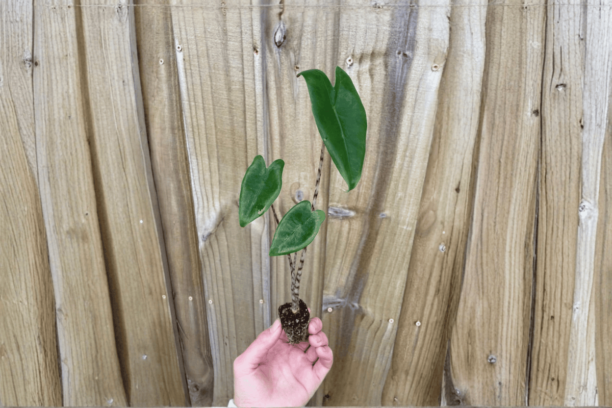 Alocasia zebrina Live Starter Plants in Soil Pods — 2 Plants