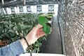 Raindrop Peperomia (Peperomia polybotrya) - 2 Live Starter Plants in 2" Pots