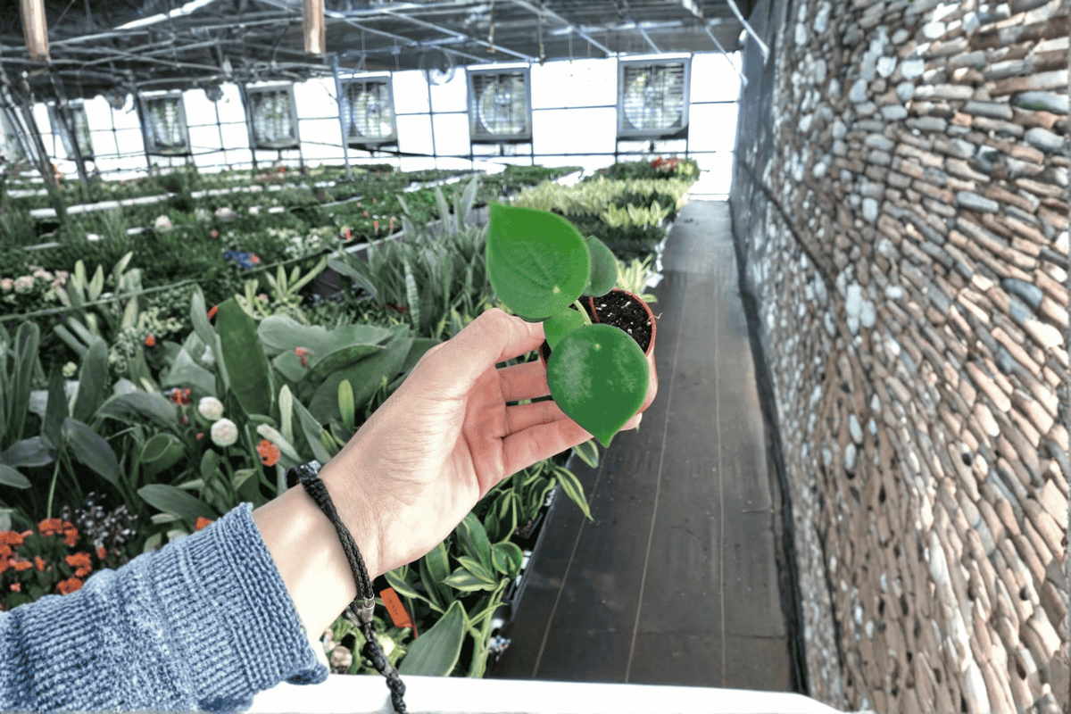 Raindrop Peperomia (Peperomia polybotrya) - 2 Live Starter Plants in 2" Pots