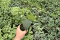 Anthurium Dressleri x Black Sweet Hybrid - 2 Live 4-Inch Pots