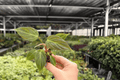 Philodendron El Choco Red 2 Starter Plants | Plug | Philodendron rubrijuvenile