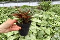 Peperomia Rosso (Peperomia caperata ‘Rosso’) - 2 Live Plants in 4-Inch Pots