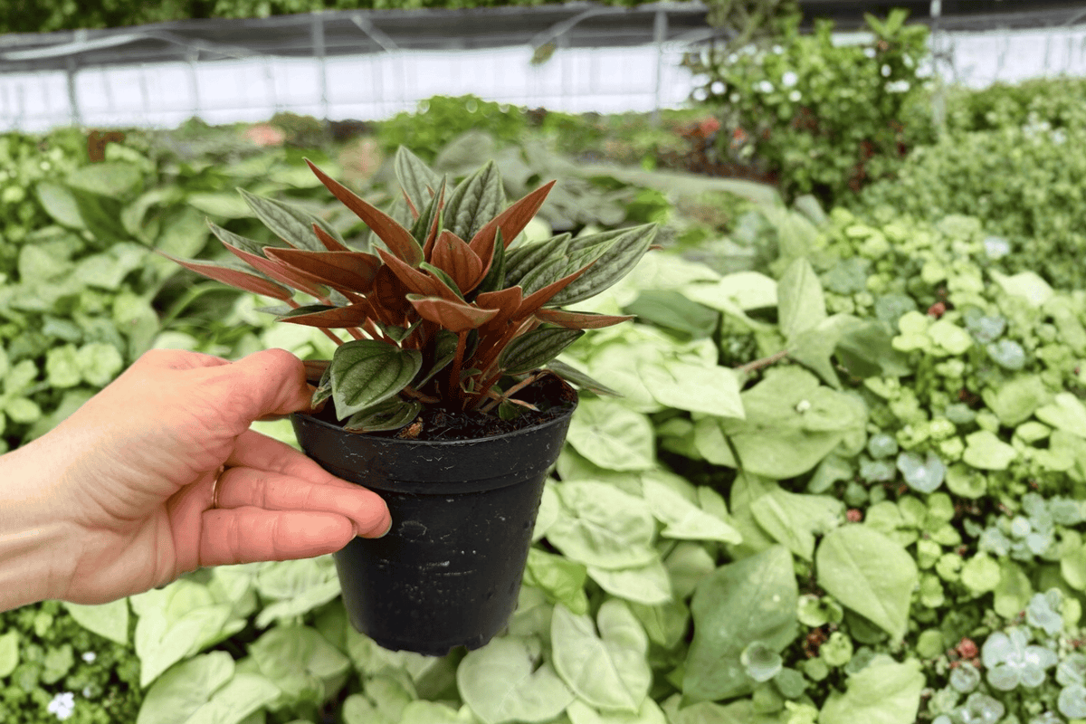 Peperomia Rosso (Peperomia caperata ‘Rosso’) - 2 Live Plants in 4-Inch Pots