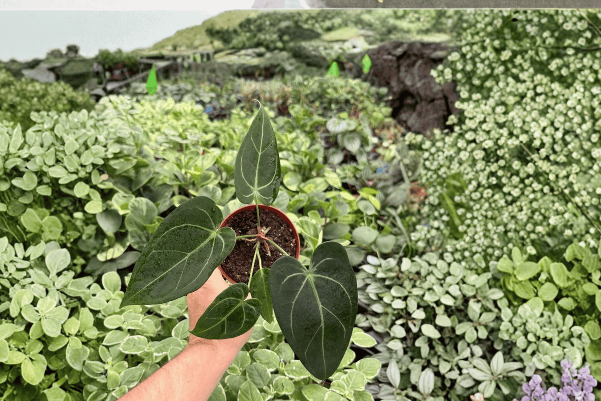 Anthurium Red Stem x Norte Live Plants - 4-Inch Pots (2 Pack)