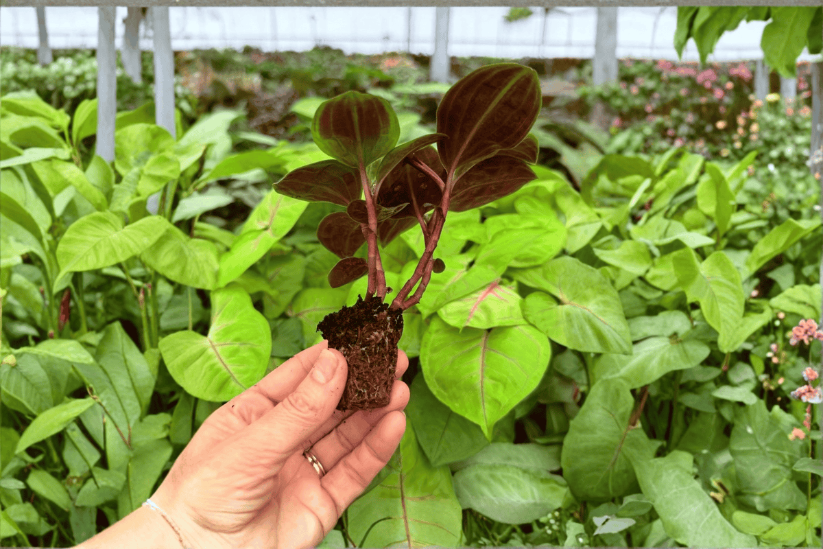 Geogenanthus Poeppigii Starter Plants — 2 Live Starter Plants, Not Fully Rooted