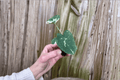 Colocasia Milky Way Ele Paio - 2 Live Starter Plants, Bare Root