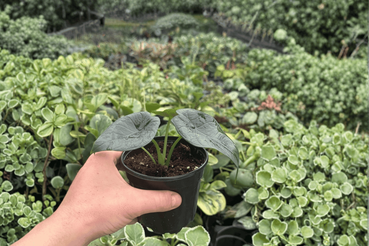 Alocasia Dragon Wings Aroid Hybrid - 2 Live Plants in 4-Inch Pots (Dragon Scale x Scalprum)