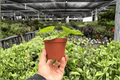 Anthurium Dorayaki x MBR Hybrid - 2 Exact Live Plants in 4-Inch Pots