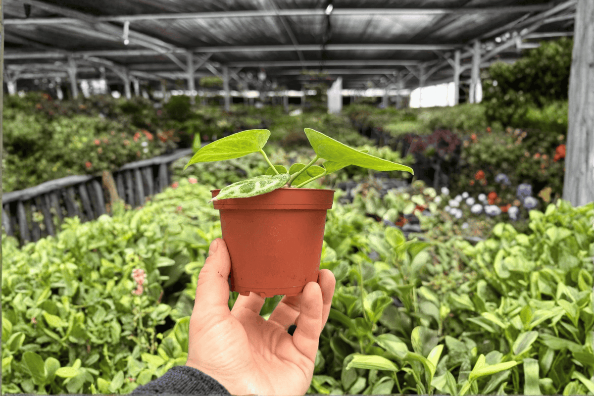 Anthurium Dorayaki x MBR Hybrid - 2 Exact Live Plants in 4-Inch Pots