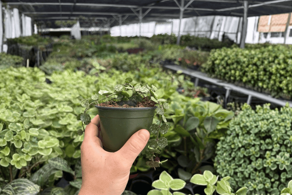 Hoya curtisii - 2 Live Plants in 4-Inch Pots (Exact Plants)
