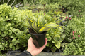 Sansevieria Spiral Star Live Plants — 2 in 4-Inch Pots