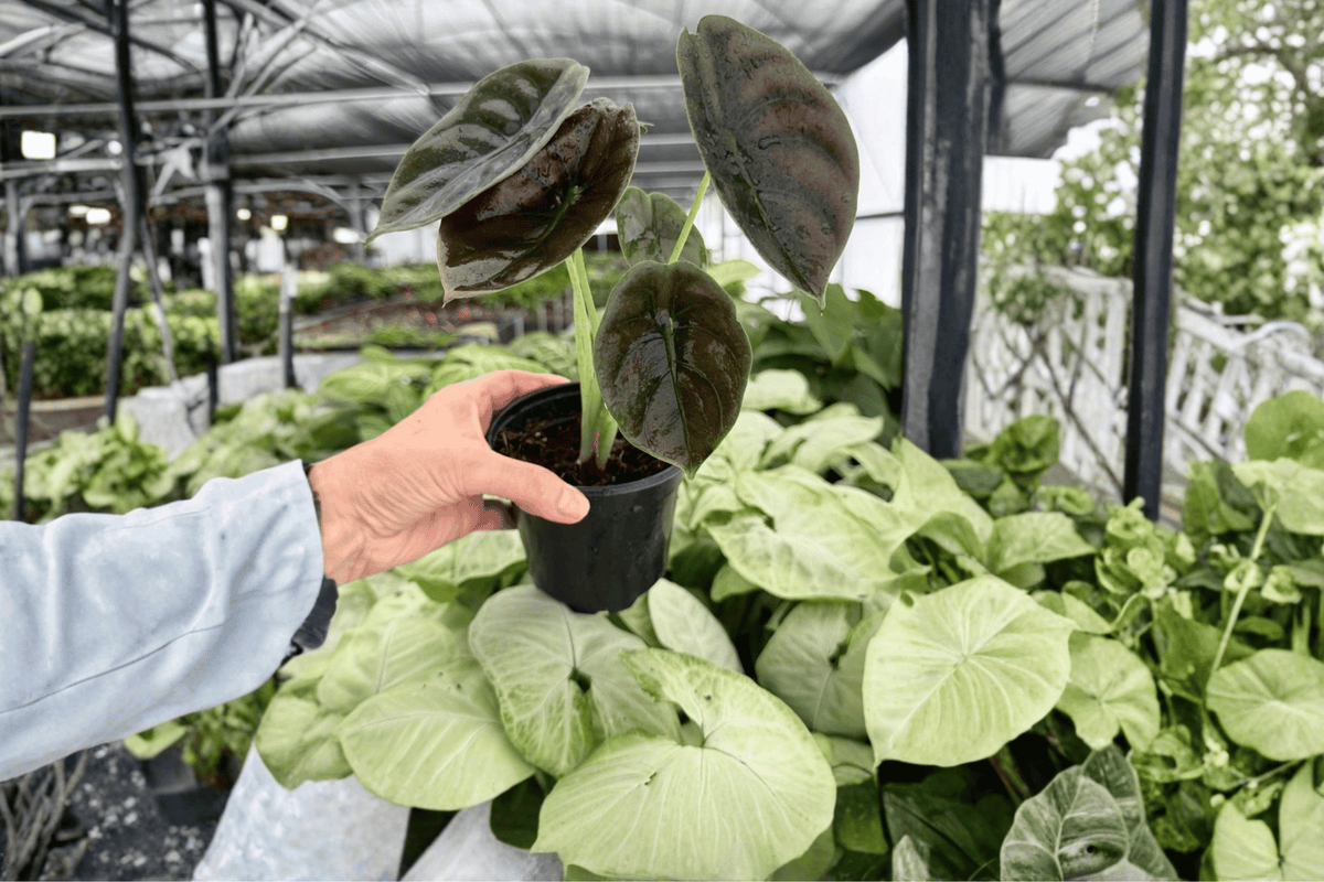 Alocasia cuprea 'Red Secret' Live Plants - 2 in 4-Inch Pots