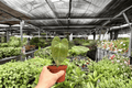 Anthurium Xone 2 Live Plants in 4-Inch Pots | Exact Plants Pictured