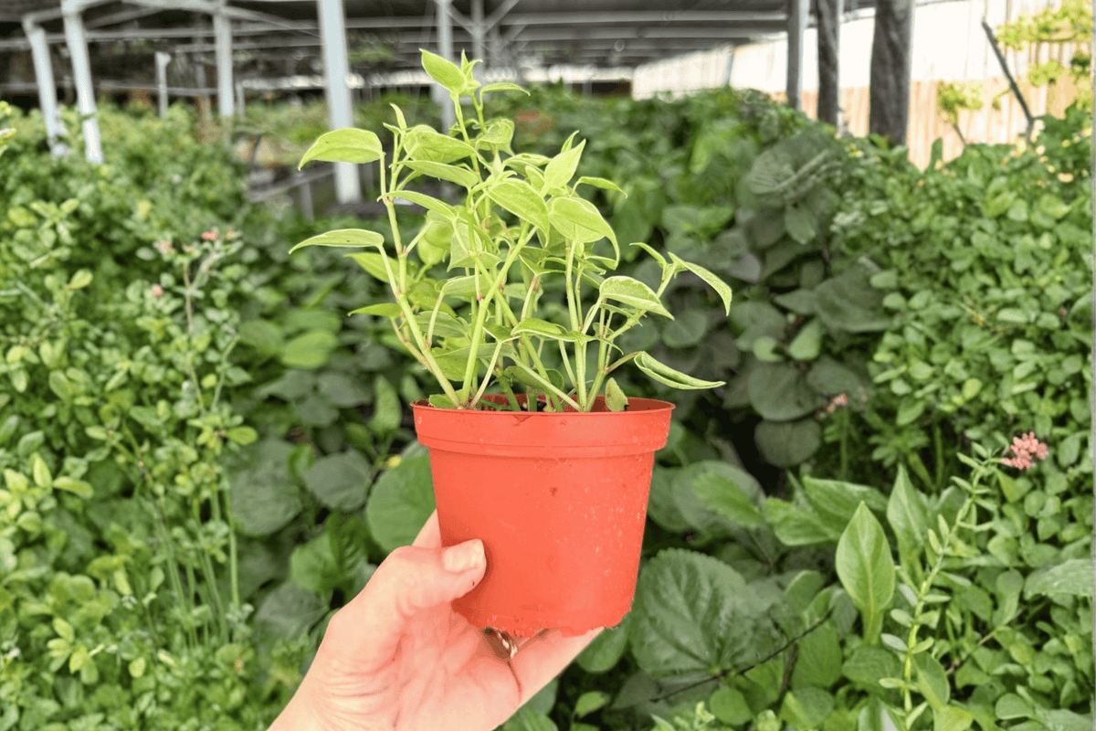 Variegated Cupid Peperomia (Peperomia scandens 'Variegata') - 2 Live Plants in 4-Inch Pots