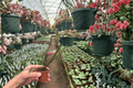 Hoya insularis - 2 Live Starter Plants in 2-Inch Nursery Pot (Bare Root)