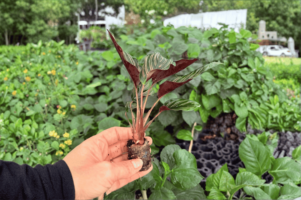 Calathea Ornata (Goeppertia ornata) - 2 Live Starter Plants