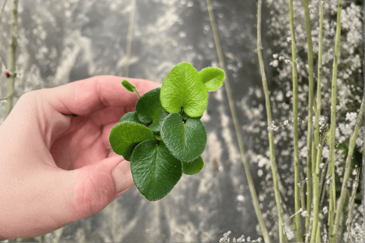Heart Leaf Fern Hemionitis arifolia – 2 Live Starter Plants, Tray-Grown in Soil Pods