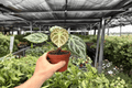 Anthurium Silver Blush x Silver Chrome - 2 Live Plants in 4-Inch Pots (Exact Plants)
