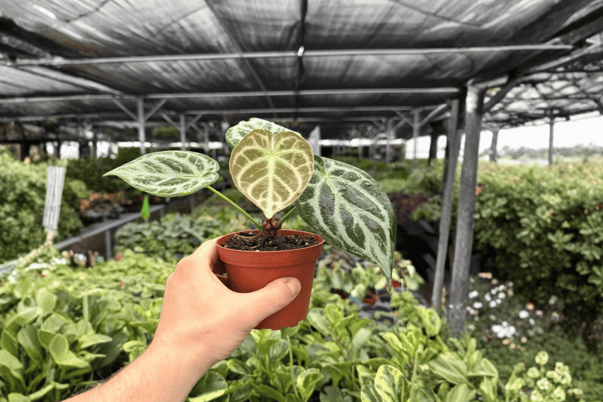 Anthurium Silver Blush x Silver Chrome - 2 Live Plants in 4-Inch Pots (Exact Plants)