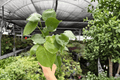 Monstera Deliciosa - 2 Live Plants in 4-Inch Pots