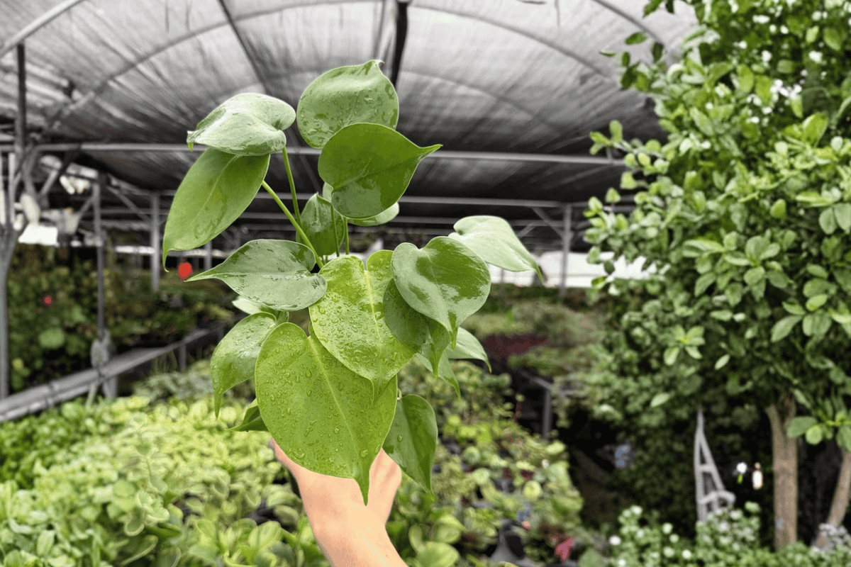 Monstera Deliciosa - 2 Live Plants in 4-Inch Pots