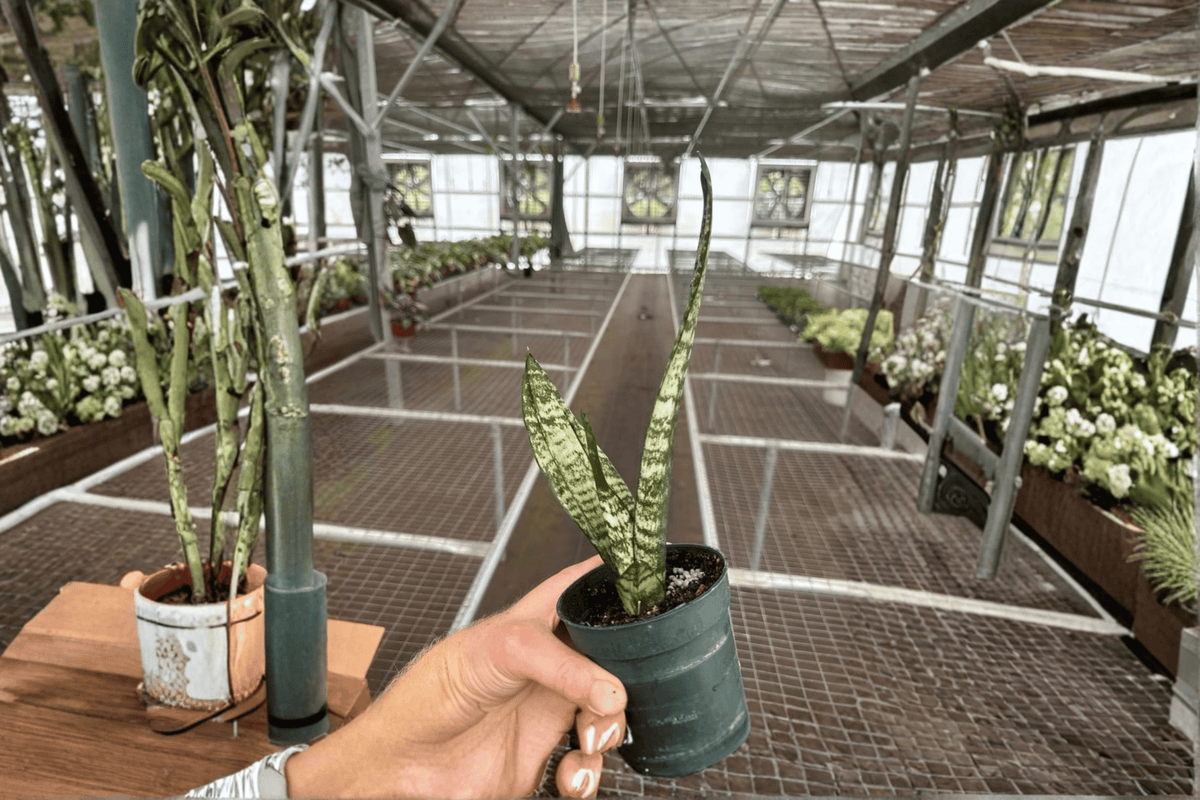 Sansevieria Zeylanica (Dracaena trifasciata ‘Zeylanica’) - 2 Live Plants in 4-Inch Pots