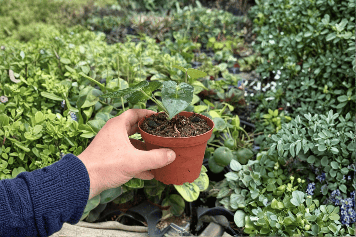 Anthurium Dark Mama Live Plants (2) in 4-Inch Pots
