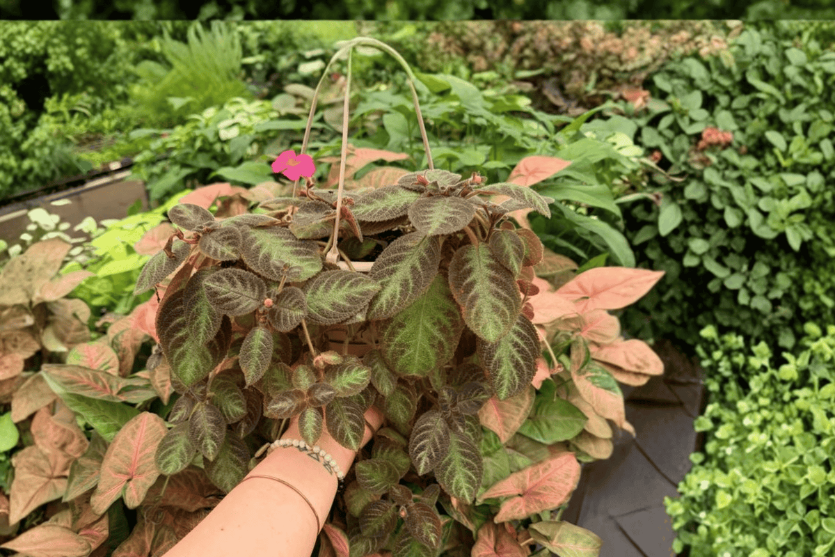 Pink Panther Episcia - 2 Exact Live Plants in 6-Inch Hanging Baskets