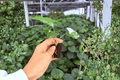 Syngonium Albo Variegated Syngonium Starter Plants (2) | Live Starter Plants