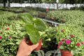 Hoya Parasitica Splash Live Plants — 4-Inch Pots (2 plants)
