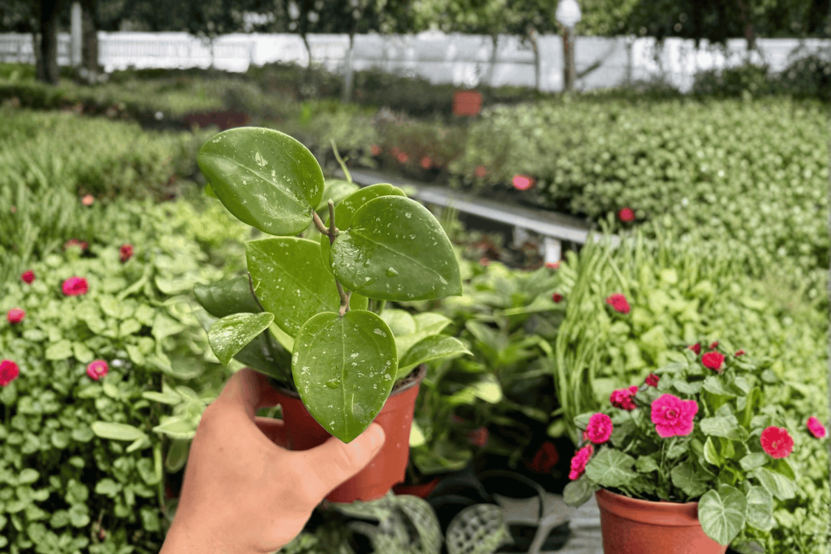 Hoya Parasitica Splash Live Plants — 4-Inch Pots (2 plants)