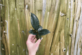 Ficus elastica Burgundy Rubber Tree Starter Plants (2) — Burgundy Rubber Plant