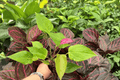 Anthurium Million Flowers Red Live Starter Plants - 2 Exact Plants
