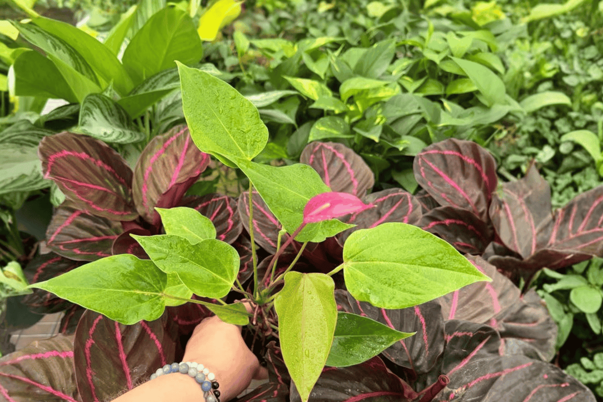 Anthurium Million Flowers Red Live Starter Plants - 2 Exact Plants