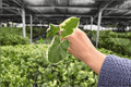 Alocasia Mickey Mouse (Xanthosoma sagittifolium ‘Variegatum’) - 2 Starter Live Plants