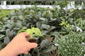 Philodendron Burle Marx Variegated Starter Plants (2-Pack) - Plugs