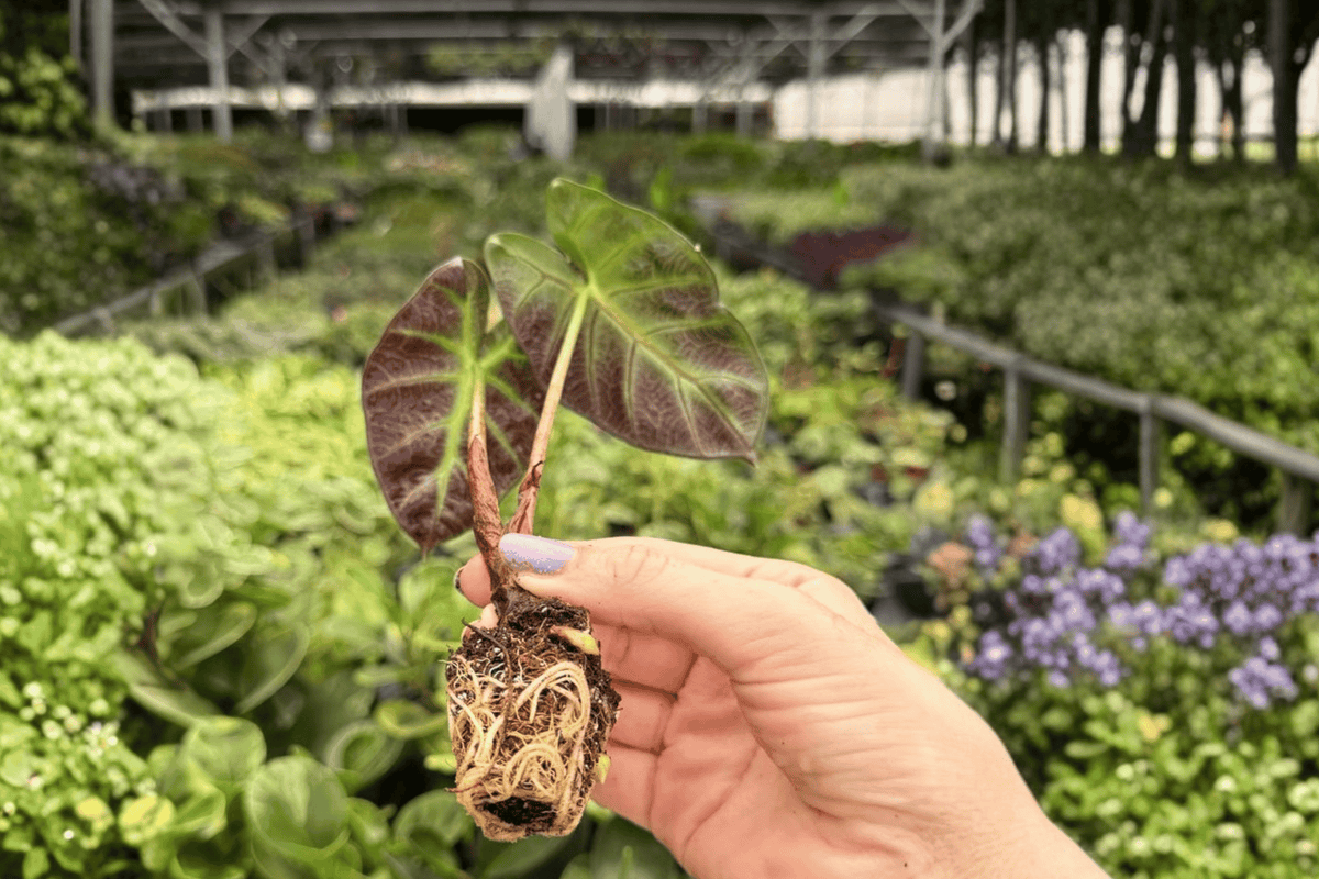 Alocasia Balloon Heart Starter Plants - 2 Live Young Plants, Upright Rhizomatous Foliage